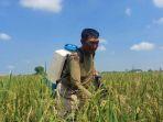 Ilustrasi-petani-padi-Lamongan.jpg
