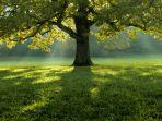 Ilustrasi-pohon-tree.jpg