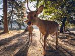 Ilustrasi-rusa-di-Nara-Park-Nara-Jepang.jpg