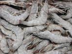 Pemerintah Diminta Umumkan Hasil Uji Radioaktif Udang Indonesia