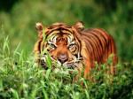 Ini-Harimau-Sumatera.jpg