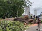 Insiden-pohon-besar-tumbang-terjadi-di-Jalan-Sisingamangaraja-Kebayoran-Baru.jpg