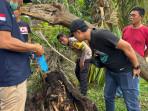 Kerangka Manusia di Dalam Pohon Aren di Sumut Diduga Pemuda yang Pamit Merantau 2 Tahun Lalu