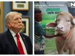 Viral Kerbau Pirang Diberi Nama Donald Trump di Bangladesh, Segera Disembelih untuk Idul Adha