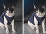 Kisah Kucing Oreo Jadi 'Satpam' Halte Transjakarta Jelambar, Viral di Medsos