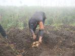 Kabupaten-Garut-Berpotensi-Dukung-Swasembada-Pangan-Lewat-Budi-Daya-Kentang.jpg