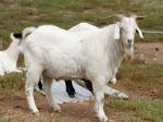 Kambing-kurban-ok.jpg