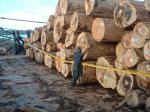 Kayu-Loging.jpg