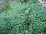 Kebun-Ganja.jpg