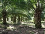 Kebun-Sawit.jpg