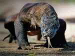 Komodo-02.jpg