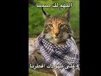 Kucing-gurun-Caracal-viral-di-Mesir.jpg