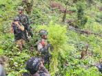 TNI Bongkar 2 Ladang Ganja Berisi 135 Batang Siap Panen di Hutan Papua