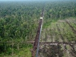 Lahan-gambut-di-Kalimantan.jpg