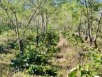 Minta Aparat Tegas, Warga Keluhkan Perusakan Kebun Kopi Arabika di Bondowoso