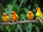 Love-Bird.jpg