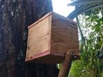 Mahasiswa IPB Kembangkan Budidaya Lebah tanpa Sengat di Hutan Pinus Karacak
