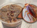 Minuman-di-China-menggunakan-bahan-baku-kecoak.jpg