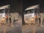 Momen-induk-gajah-setia-menemani-jasad-anaknya-yang-tewas.jpg