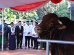 Presiden Prabowo Beli 985 Sapi Kurban dari Peternak, APPSI: Kami Merasa Naik Kelas