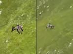 NAIK-FLYING-FOX-Tangkap-layar-video-keledai.jpg
