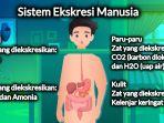 Mengenal Sistem Ekskresi Ginjal dan Hati, Lengkap dengan Fungsinya