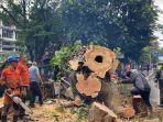 Pohon Tumbang Timpa Warung dan Mobil di Jalan Juanda Bogor, Warga Ceritakan Detik-detik Kejadian