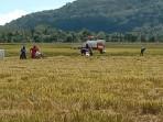 Data BPS Ungkap Produksi Beras Surplus 3,7 Juta Ton Hingga Oktober 2025