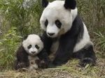 Panda-2.jpg