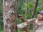 Kemenyan Produksi Indonesia Diminati Pasar India Hingga AS