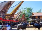 Pasar-Kerbau-adat-Toraja-Rambu-Solo.jpg