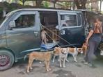 Lalai Awasi 4 Anjing Saat Berburu, Warga Jakarta Jadi Tersangka Kasus Kematian Bocah di Bogor
