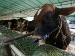 Apakah Orang yang Kurban Wajib Menyaksikan Proses Penyembelihan? Berikut Hukum dan Penjelasannya