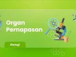 Pernapasan-Sistem-Organ-Mekanisme-Penyakit-dan-Kelainannya.jpg