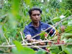 Petani-Desa-Sejahtera-Astra-Bajawa-tengah-memanen-biji-kopi-merah.jpg