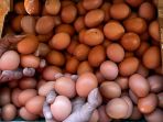 Peternak-Telur-Ayam-Keluhkan-Harga-Yang-Turun_20250429_162612.jpg