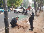 Dinas Pertamanan DKI Telusuri Aktivitas Penebangan Pohon Ilegal di Seberang Kantor KPU