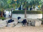 Geram Taman Rusak Gara-gara Koin Jagat, Wali Kota Pattaya Minta Polisi Tangkap Pengguna Aplikasi
