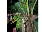 Pisang-Bercabang.jpg