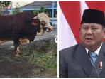 Prabowo Berikan Sapi Kurban untuk Masjid Agung Keraton Solo, Bobotnya 1.081 Kg