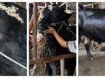 Presiden Prabowo Beli Sapi Kurban Bernama Sambo, Sapi Jumbo 1,1 Ton Seharga Rp122 Juta