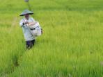 Produksi Beras Jan-Nov 2025 Diperkirakan Mencapai 33,19 Ton, Makin Sesuai Prediksi FAO dan USDA
