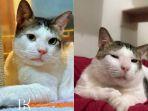 Profil-Bobby-Kertanegara-Kucing-Presiden-Prabowo-yang-Dapat-Penghargaan-dari-Google-Indonesia.jpg