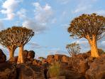 Pulau-Socotra-di-Yaman-34235325432423423.jpg