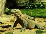 Pulau-komodo.jpg