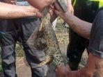 VIRAL Buaya di Sungai Progo, Warga Lega Setelah Penangkapan Tapi Masih Khawatir