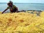 Rumput-Laut-01.jpg
