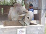 SAPI-KURBAN-PRABOWO-ONGOLE.jpg