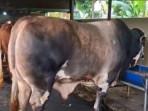 Kronologi 2 Insiden Sapi Kurban: Pria di Kalsel Tewas Terseret, Hewan Tercebur ke Sungai Tasik