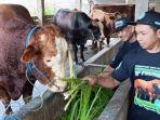 Sapi-Warga-Blitar-Dibeli-Prabowo.jpg